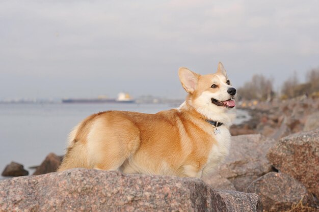 Śliczny walijski pies corgi stojący na skałach
