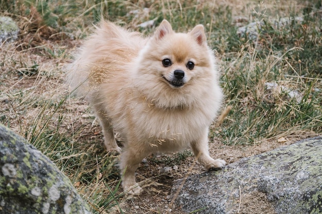 Śliczny wesoły szpic stojący na kamieniach szczęśliwy pies spacerujący w naturze