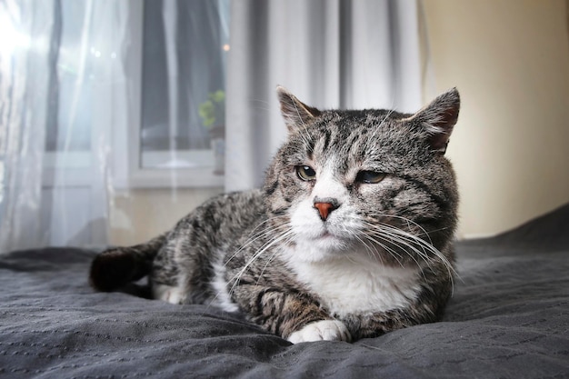 Śliczny wiekowy kot leżący na łóżku w domu