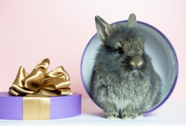 Śliczny zabawny imbir dekoracyjny króliczek królik siedzący w bardzo jasnofioletowym pudełku o kształcie cylindra, patrząc na kamerę na białym tleKopiuj przestrzeńPetanimal jako prezent na wakacje