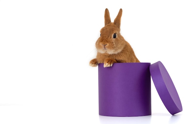 Śliczny zabawny imbir dekoracyjny króliczek, królik wiewiórka karłowata siedzący w bardzo peri, fioletowe pudełko w kształcie cylindra, patrząc na kamerę na białym tle. Kopiuj przestrzeń. Zwierzę domowe, zwierzę jako prezent na wakacje.