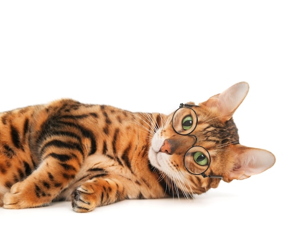 Śliczny zabawny rasowy rudy kot bengalski w okularach zrelaksowany leżący na białym tle