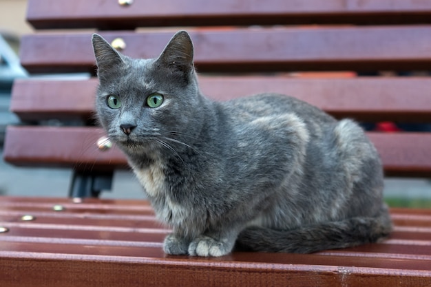 Śliczny zadymiony kot uliczny na ławce