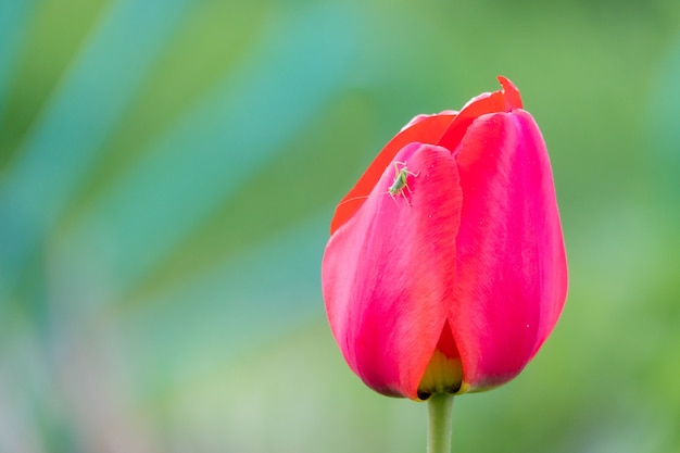 Śliczny zielony konik polny na białym tle na czerwonym kwiecie tulipana, słoneczny letni dzień, czarna powierzchnia