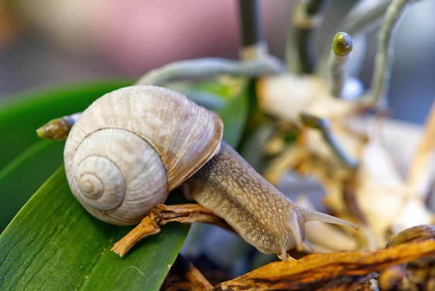 Ślimak chodzący po korzeniach orchidei helix pomatia na dziko z bliska