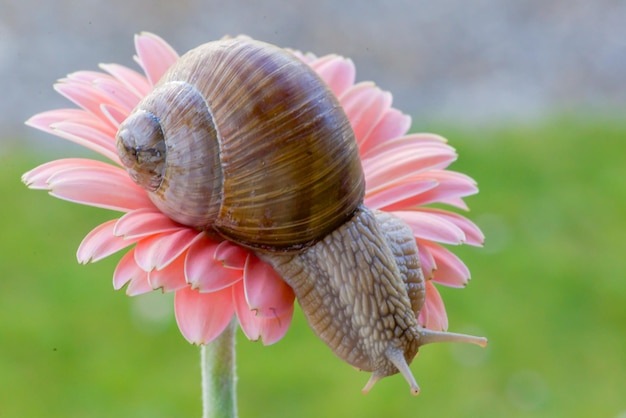 Ślimak jest na różowym kwiacie z napisem „na nim”