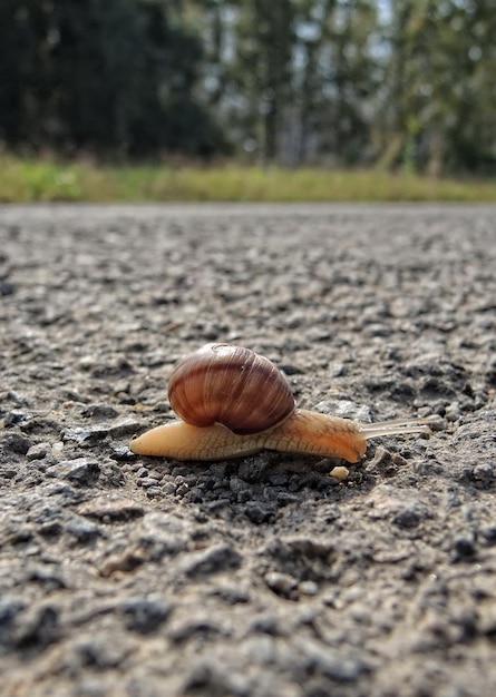 Zdjęcie Ślimak na drodze w parku