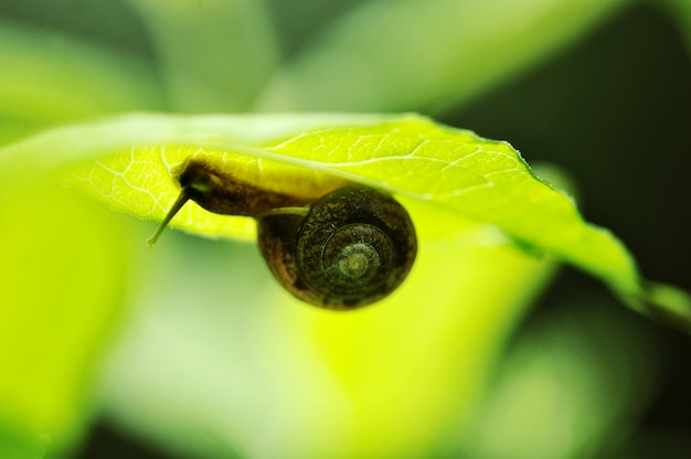Zdjęcie Ślimak na zielony liść
