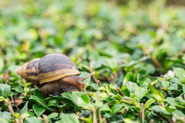 Ślimak Ogrodowy (helix Aspersa) Na Małej, Zielonej Roślinie