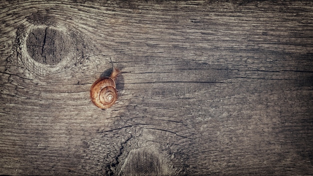 Zdjęcie Ślimak pełzający po starej drewnianej desce