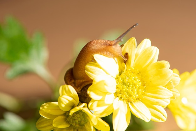 Ślimak piękny ślimak chodzący po żółtych kwiatach z zielonymi liśćmi widziany przez selektywne ogniskowanie obiektywu makro