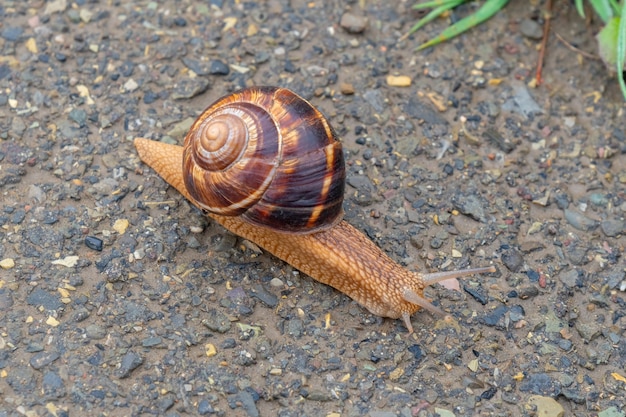 Ślimak porusza się po betonie