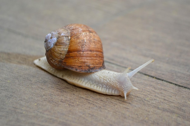 Ślimak rzymski Helix pomatia ślimak zwyczajny z europejskich ogrodów i łąk Czechy