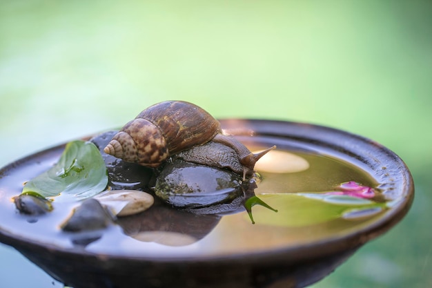 Ślimak W Muszli Czołga Się Po Ceramicznym Garnku Z Wodą Letni Dzień W Ogrodzie Z Bliska Bali Indonezja