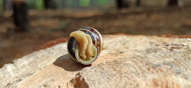 Zdjęcie Ślimak w muszli ślimak w domu helix lucorum żyjący w lesie