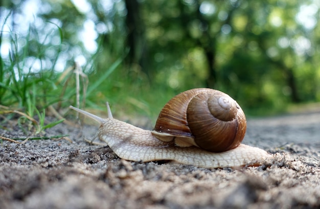 ślimak w zlewie czołga się po ziemi