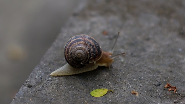 Ślimak winogronowy powoli czołga się po betonowej podłodze w parku