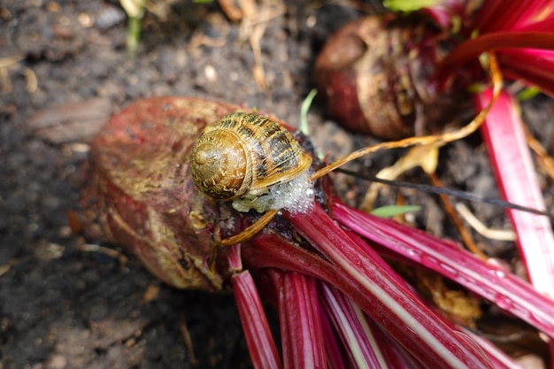 Ślimaki i ślimaki jedzące liściaste uprawy szkodniki ogrodu i ogrodu