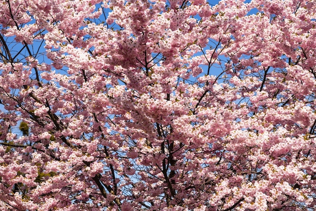 Śliwka wiśniowa lub Myrobalan Prunus cerasifera kwitnące wiosną