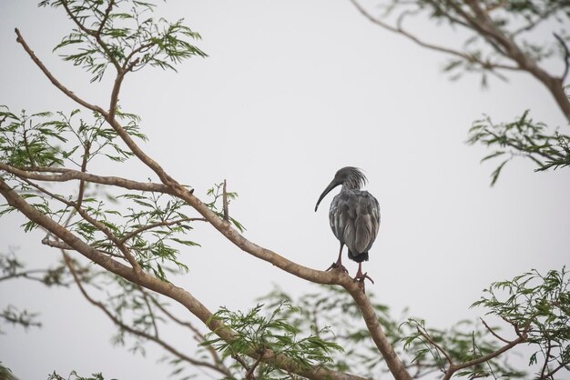 Śliwkowy ibis Mato GrosooPantanalBrazylia