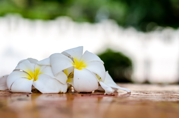 Słodcy plumeria kwiaty na stole (frangipani)