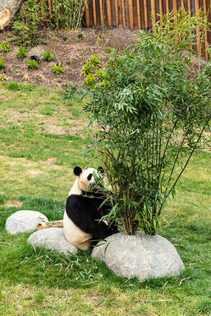 Słodka Panda Je Bambusa