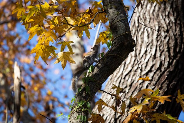 Zdjęcie słodka wschodnia szara wiewiórka sciurus carolinensis przygotowuje się do skoku