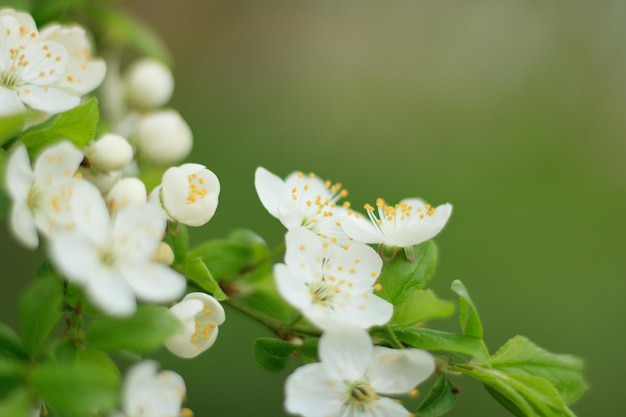 Słodki Alyssum lub Lobularia maritima białe kwiaty