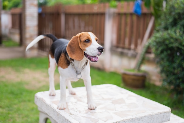 Słodki Beagle Na Białym Stole