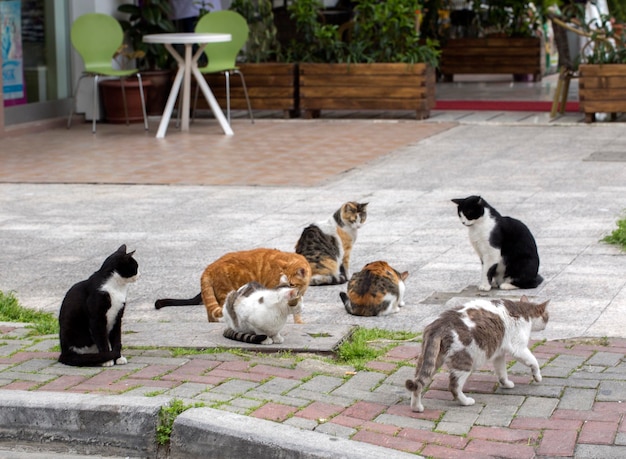 Zdjęcie słodki bezpański kot (turcja izmir)