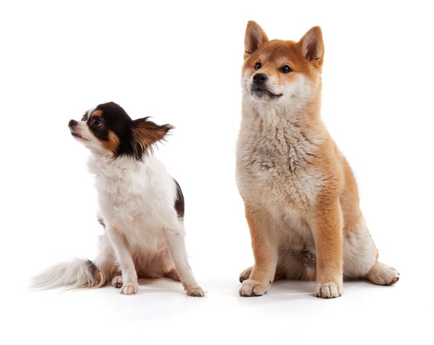 Słodki chihuahua aud shiba inu
