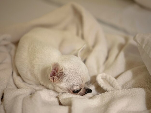Zdjęcie słodki chihuahua pod kocem w łóżku śni słodkie sny