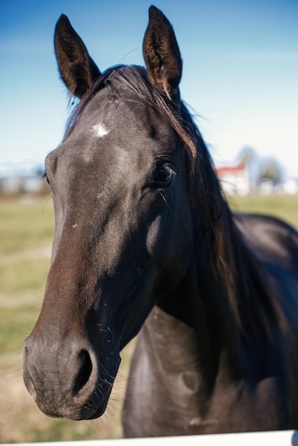 Słodki czarny koń stojący za płotem na tle hipodromu Portret pięknego konia w gospodarstwie zbliżenie twarzy Adopcja z koncepcji schroniska dla zwierząt