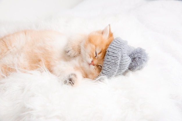 Słodki czerwony kotek śpi w dzianinowej czapce na futrzanym kocu