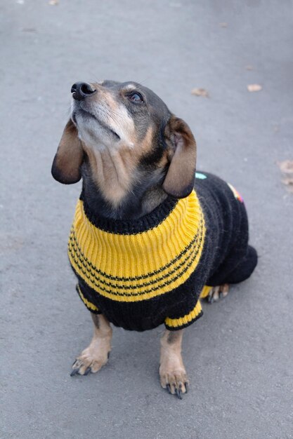 Zdjęcie słodki dachshund pies w swetrze wiernie patrząc na właściciela