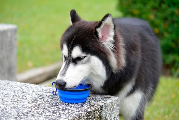 Słodki husky syberyjski pije wodę z zielonym rozmytym tłem