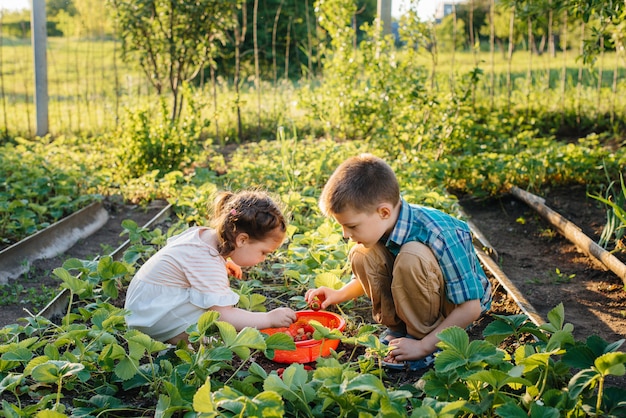 Słodki i szczęśliwy młodszy brat i siostra w wieku przedszkolnym zbierają i jedzą dojrzałe truskawki w ogrodzie w słoneczny letni dzień. Szczęśliwe dzieciństwo. Uprawa zdrowa i przyjazna dla środowiska.