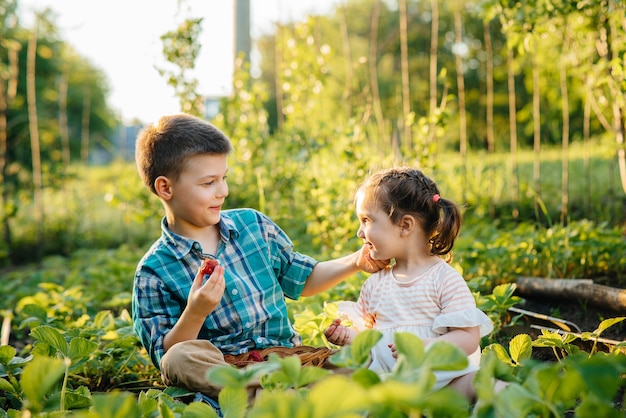 Słodki i szczęśliwy młodszy brat i siostra w wieku przedszkolnym zbierają i jedzą dojrzałe truskawki w ogrodzie