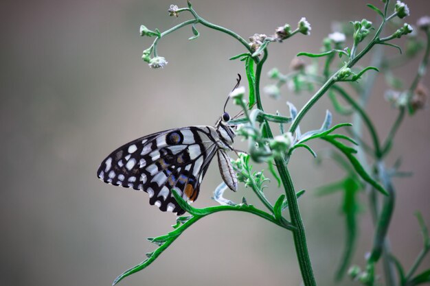 Słodki i uroczy motyl Papilio demoleus lub limonkowy spoczywający na świeżych zielonych liściach rośliny