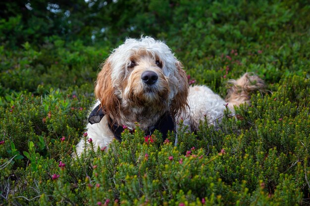 Słodki i uroczy pies Goldendoodle odpoczywa na zielonej trawie w przyrodzie