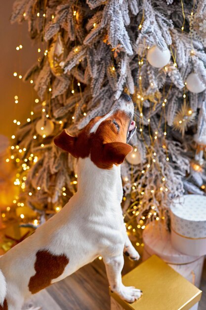Słodki i zabawny Jack Russell Terrier czeka na święta w domu
