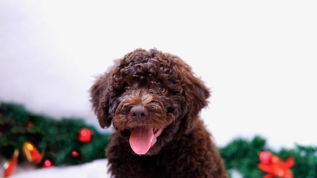 Słodki i zabawny świąteczny lagotto romagnolo patrząc na portret kamery z bliska szczeniaka psa z