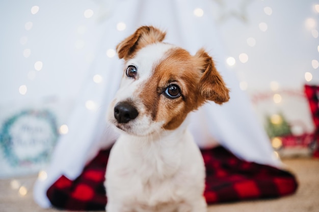 Słodki Jack Russell pies w domu stojący z świąteczną dekoracją czas świąteczny