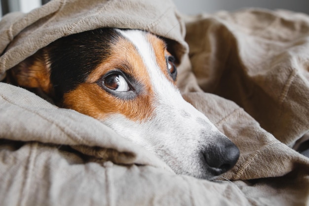 Słodki Jack Russell Terrier śpiący odpoczywa na swoim miejscu