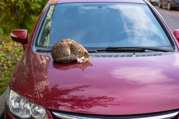 Zdjęcie słodki kociak śpi na ciepłym kapturze zaparkowanego samochodu.