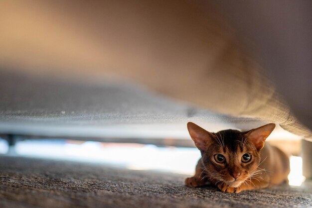 Słodki kot abisyński chowający się pod łóżkiem. Śmieszny kot.
