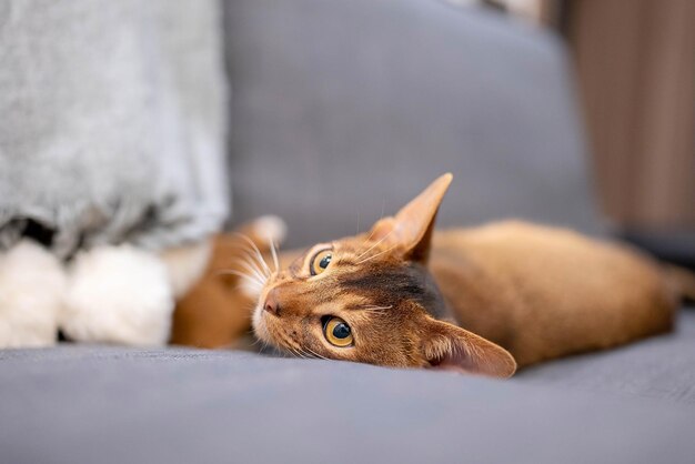Słodki kot abisyński leżący na szarej kanapie w domu i bawiący się myszką. Piękny widok z bliska. Błyszczące oczy kota.