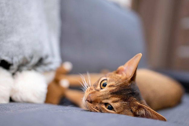 Słodki kot abisyński leżący na szarej kanapie w domu i bawiący się myszką. Piękny widok z bliska. Błyszczące oczy kota.