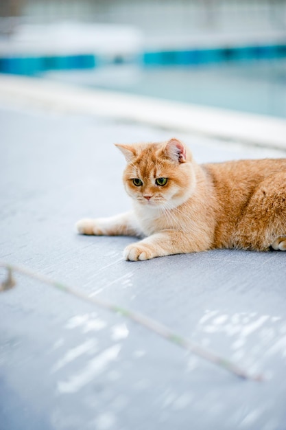 Słodki kot chodzi po domu przy basenie gruby kot kot dużo je miłość do kotów Inteligentny i dobroduszny kot właściciel kota szczęście