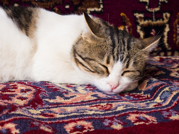 Słodki kot krótkowłosy śpi na kolorowym tureckim dywanie z ozdobami